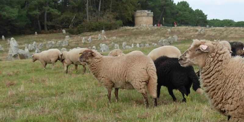 VTB moutons