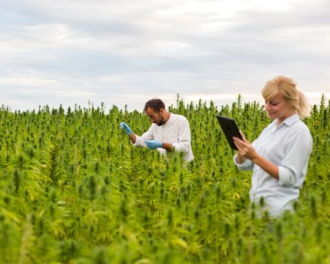 Le chanvre, cette culture qui régénère les sols et se passe de pesticides